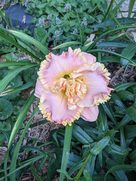 Daylily Hemerocallis Stone Palace Extraordinaire In The Daylilies