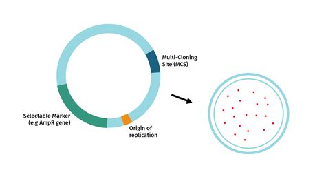 Restriction Enzyme Cloning Snapgene