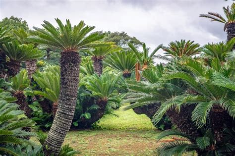 Is Cycads Poisonous to Cats and Dogs?