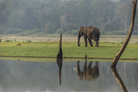 Nagarhole National Park And Tiger Reserve Or Rajiv Gandhi National Park