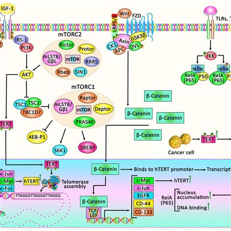 A Schematic Representation Of The Crosstalk Between Htert Expression Download Scientific