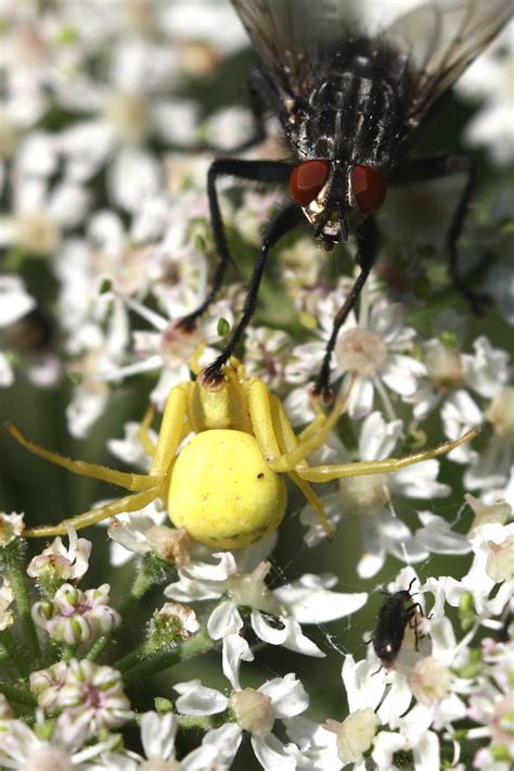 Veränderliche Krabbenspinne NGID1528025118 naturgucker de