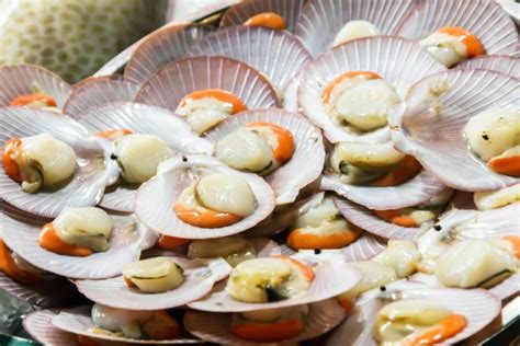 Beginners Guide For Scallop Farming Profitable Livestock Farming