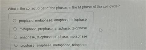 Solved What is the correct order of the phases in the M | Chegg.com