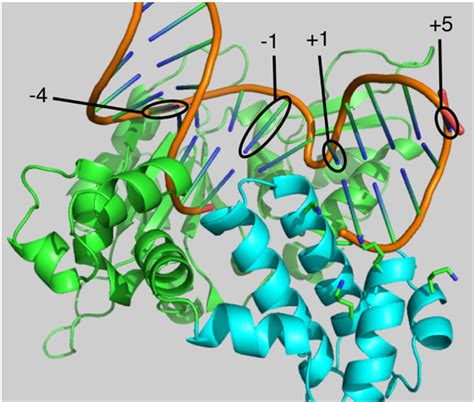 Figure From Expanded Substrate Scope Of Dna Polymerase And Dna