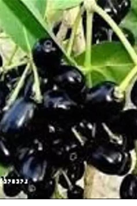 Black Plums 7 Health Benefits Of Having Jamuns This Summer By