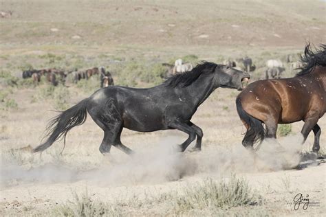 Photographs in this gallery are of various mustangs fighting. All of ...