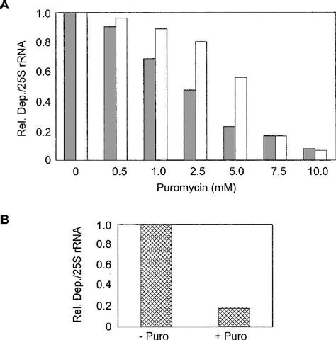 Effect Of Puromycin On Depurination By Pap A Ribosomes Mg Of