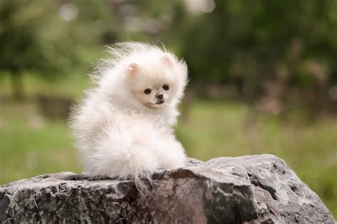 Imagen De Spitz Pomeranian Blanco En El Jard N Lindo Perrito Blanco Al