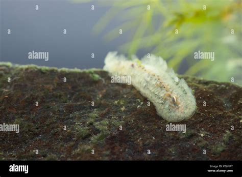 Freshwater Moss Animal Stock Photo Alamy