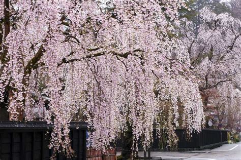 Weeping Cherry Trees: Top 10 List of Cascading Faves