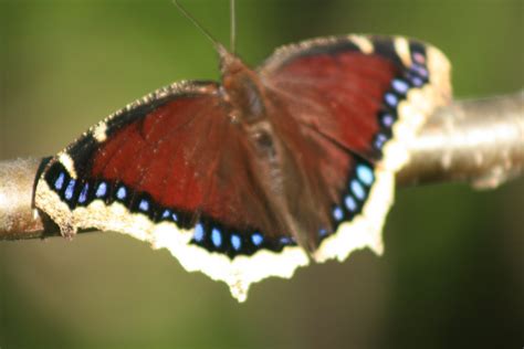 butterflies, moths and caterpillars: Mourning Cloak butterfly