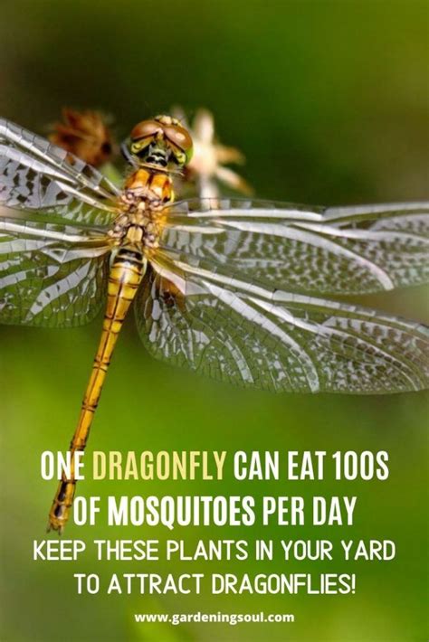 One Dragonfly Can Eat S Of Mosquitoes Per Day Keep These Plants In