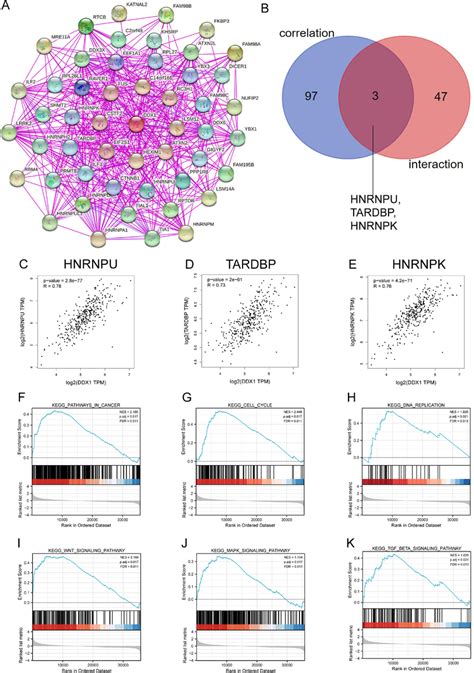 DDX1 Related Gene Enrichment Analysis And GSEA Analysis A STRING