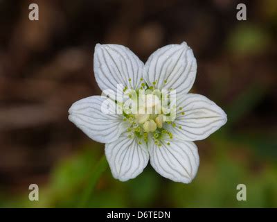 Parnassus Grass Parnassia Palustris Flowering Stock Photo Alamy