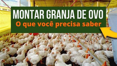 Como Montar Uma Granja De Ovo Pequena Dicas De Sucesso YouTube