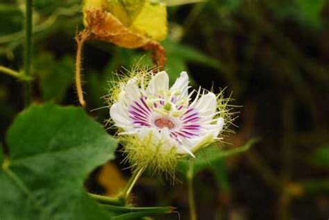 Passiflora Foetida