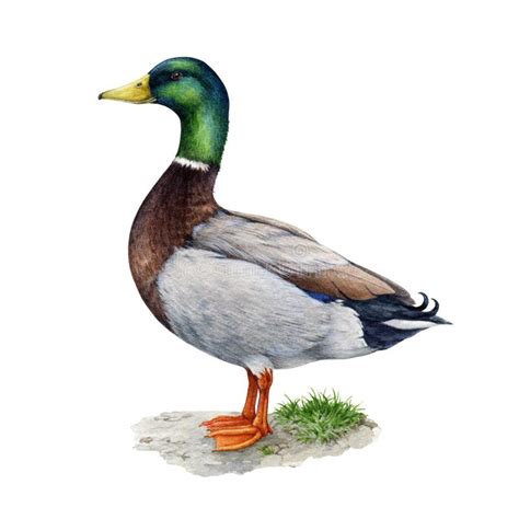 Vintage Mallard Duck Drawing Stock Illustrations 280 Vintage Mallard