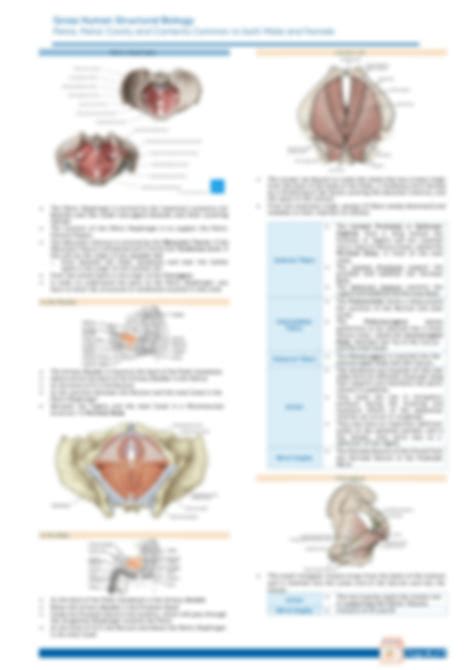 Solution Anatomy Notes On Pelvis Pelvic Cavity And Contents Common To