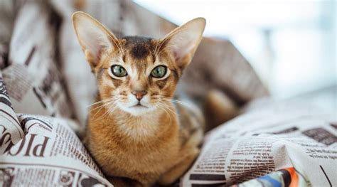 Abyssinian Tabby Mix: Traits, Facts, & Habits - Love Your Cat