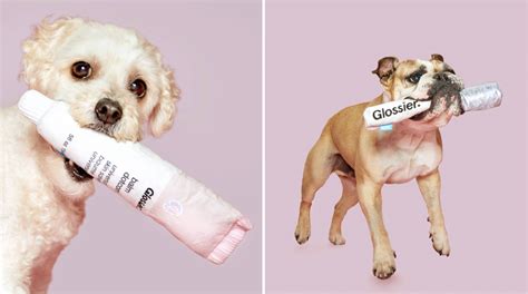 Bark Is Launching Glossier Dog Toys | Allure