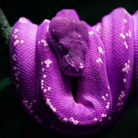 Purple Viper Snake