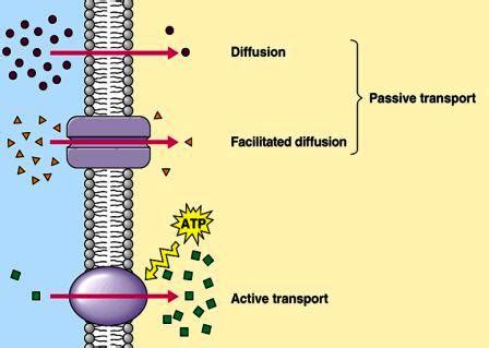 Membrane Transport The Transportation Mechanism Into The Cell