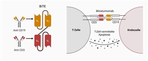 Aufbau Und Wirkmechanismus Bispezifischer T Zell Antik Rper Bite