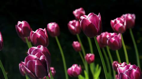 🔥 50 Spring Tulips Wallpapers Desktops Wallpapersafari