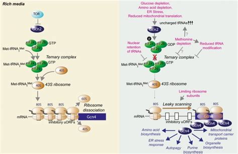 Figure 1 Lifespan Extension By The Integrated Stress Response