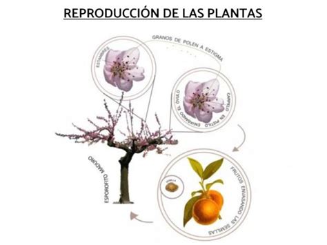 La Reproduccion Sexual De Las Plantas By Sonia Fernandez Rodriguez Issuu Themeloader