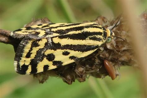 R F Insecta Lepidoptera Noctuidae Acontia Emmelia