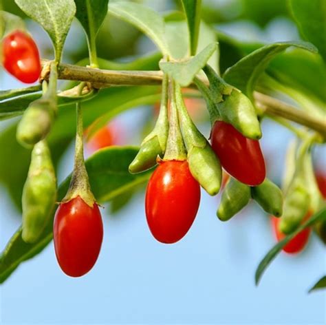 Organic Tibetan Goji Berry Seeds Lycium Chinense Fresh Garden Decor