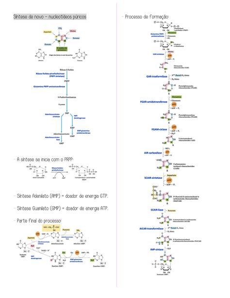 SOLUTION BIOQUÍMICA Metabolismo de Nucleotídeos Studypool