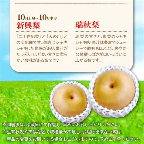 訳あり梨 5kg（規格外・家庭用）【先行予約 数量限定 期間限定 季節限定 幸水 豊水 新高 新興 瑞秋 訳あり 梨 5kg 果物 フルーツ