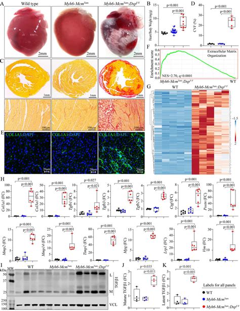 Myocardial Fibrosis In The Myh6 Mcm Tam Dsp F F Mice A Gross Heart