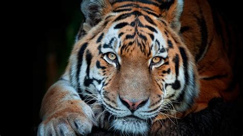 10 curiosidades sobre el tigre el felino más grande del mundo