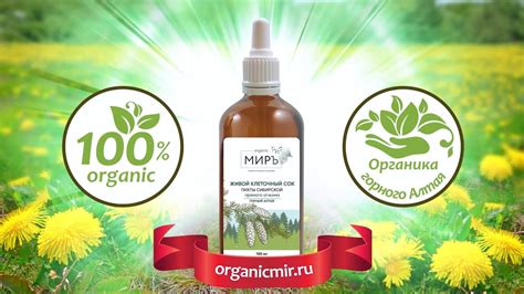 Живой клеточный сок пихты Сибирской высокогорной прямого отжима ...