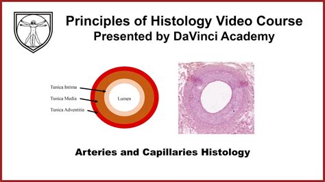 Arteries And Capillaries Histology Cardiovascular Histology 1 Of 4