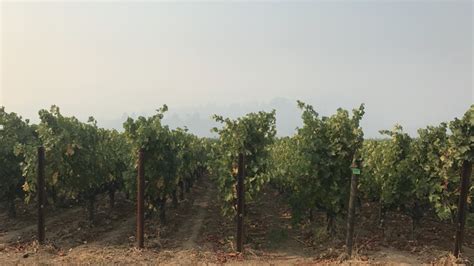 Wildfire Impact On Ca Grapes And Wine Viticulture And Enology