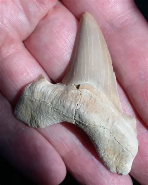 EXTINCT LARGE OTODUS Fossil Shark Tooth Megalodon Ancestor No