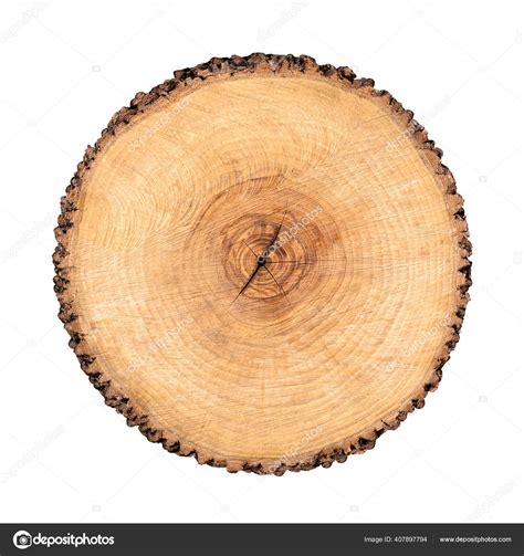 Felled Piece Wood Tree Trunk Growth Rings Isolated White Natural Stock