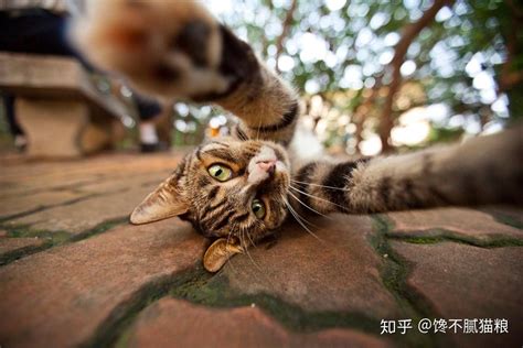 猫咪“战斗力”排行榜，布偶猫：我没出手你就输了 知乎