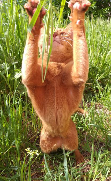 Un dimanche avec Irrésistible Abyssins d Abystyle