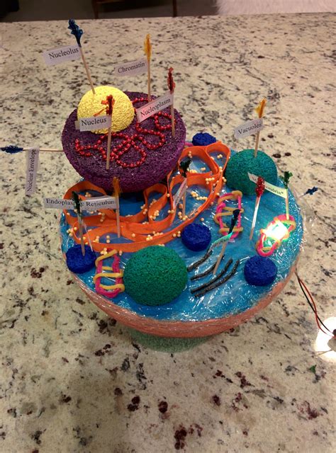 3 D Animal Cell Model Diy Science Projects School Projects Projects