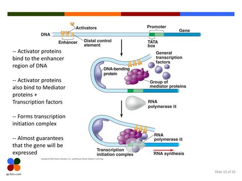 Ppt Eukaryotic Gene Regulation Powerpoint Presentation Free Download