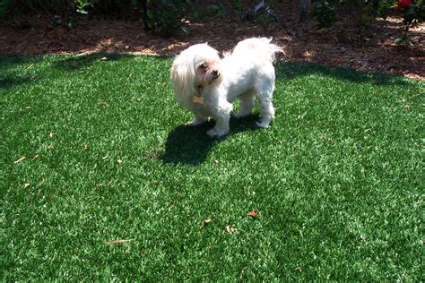 Pet Turf Artificial Grass For Dogs Synthetic Turf International®