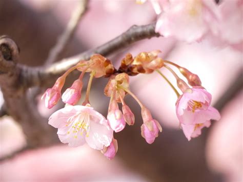 桜咲く 写真共有サイト「フォト蔵」