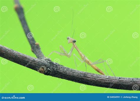 Newly Hatched Mantis Nymph Stock Image Image Of Bugs 54054991