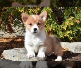 Frankie Welsh Corgi Pembroke Puppy For Sale In Howard Pa